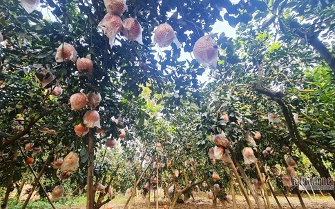 Năm loại trái cây cứ đến Tết lại đắt hàng, có loại cả triệu đồng/quả