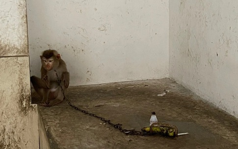 Khỉ bị xích nuôi trong chung cư TP.HCM được đưa về trạm cứu hộ