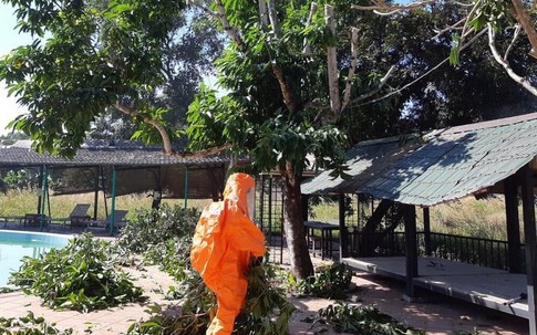 Cảnh sát TP.HCM gỡ 10 tổ ong vò vẽ gây nguy hiểm cho người dân