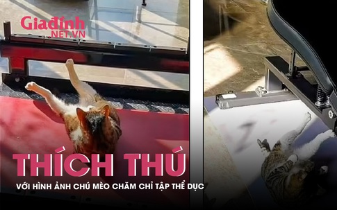 Thích thú với chú mèo chăm chỉ luyện tập, giữ gìn vóc dáng