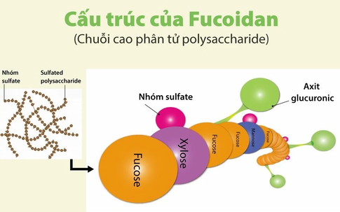 Tìm hiểu về cấu trúc phân tử của fucoidan
