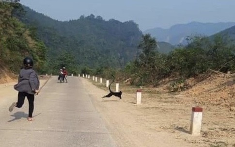 Đàn voọc thường xuyên tấn công người đi đường ở Quảng Trị sẽ được di dời