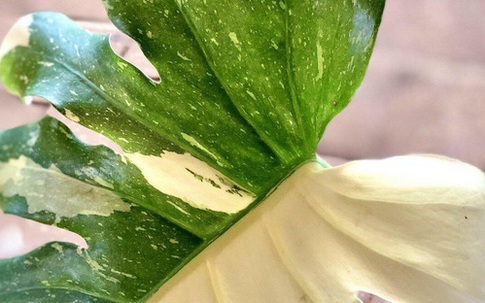 Nửa tỷ đồng một lá cây kiểng đột biến