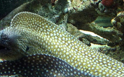 7 người ở Bà Rịa - Vũng Tàu ngộ độc do ăn nội tạng cá Chình Bông biển