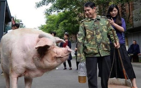 Những ngày cuối đời của chú lợn biểu tượng sức mạnh ở Trung Quốc