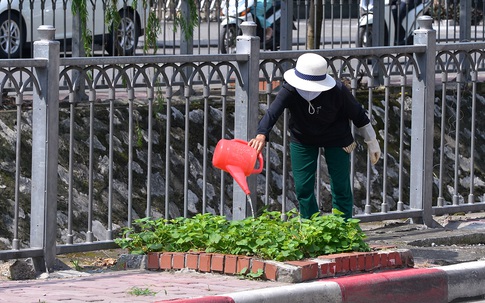 Những vườn trồng rau cực kỳ độc đáo ngay giữa lòng Hà Nội