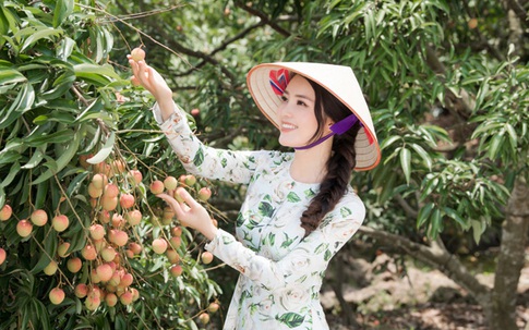 MC, Á hậu Thuỵ Vân được bà con nông dân Hải Dương trao danh hiệu đại sứ vải Thanh Hà