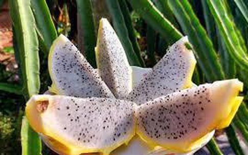 Thanh long tổ yến thuộc hàng hiếm, giá cao ngất vẫn đắt hàng