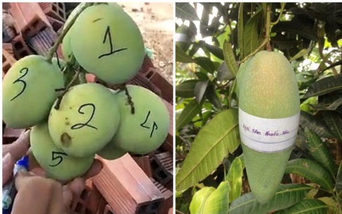 Dở khóc dở cười với chiêu độc lạ chống lại nạn 'xoài tặc'