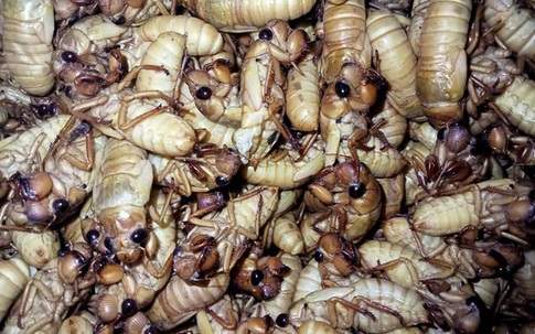 Đắt gấp đôi thịt bò, ve sầu non được "hét giá" tiền triệu đầu hè