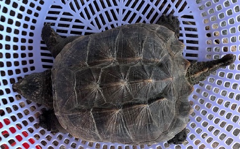 Rùa cá sấu hiếm gặp lần đầu xuất hiện ở đầm Thị Nại