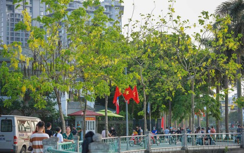 Muồng hoàng yến vàng rực quanh hồ Tây
