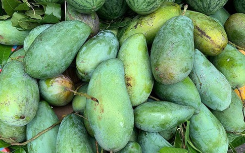 Tin buồn đầu mùa: Xoài Việt dội chợ, giá rẻ như rau