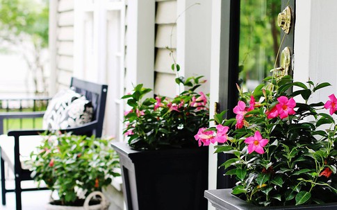 10 cách sử dụng chậu hoa để tô điểm cho thềm nhà mùa hè thêm rực rỡ