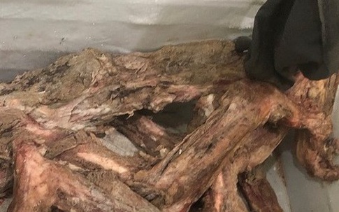 Bắt vụ đánh bạc, phát hiện bộ xương hổ giá 300 triệu