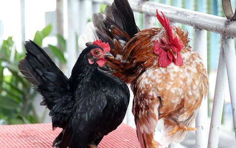 ‘Siêu mẫu’ gà tí hon dáng lực sĩ, thích nhún nhảy theo nhạc