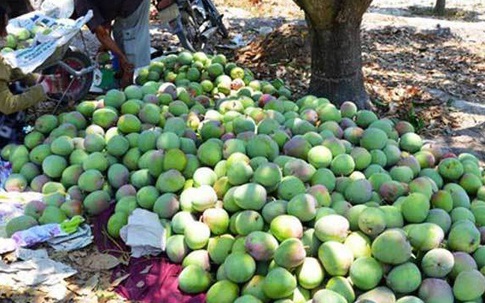 Hai số phận của xoài: Nam ế rụng đầy vườn, Bắc đắt hàng giá cao