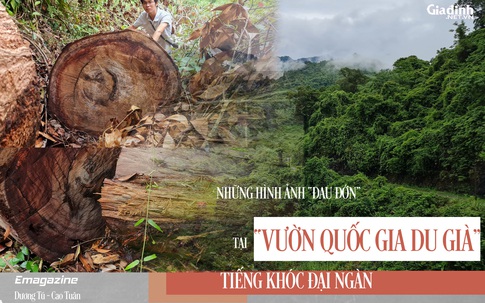 Những hình ảnh "đau đớn" tại rừng nghiến cổ thụ ở Vườn Quốc gia Du Già bị tàn phá