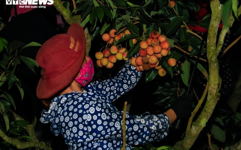 Ảnh: Người dân Bắc Giang soi đèn, xuyên đêm thu hoạch vải thiều