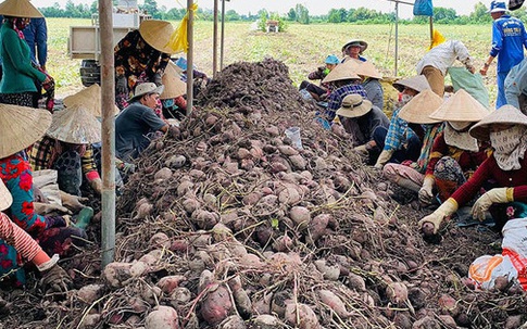 ‘Tắc đường’ sang Trung Quốc, khoai chất đống, mít ế đầy, dân trắng tay