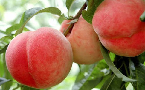 Đào quý nhân nặng gần 1kg, ngọt hơn mật, Tôn Ngộ Không cũng thèm