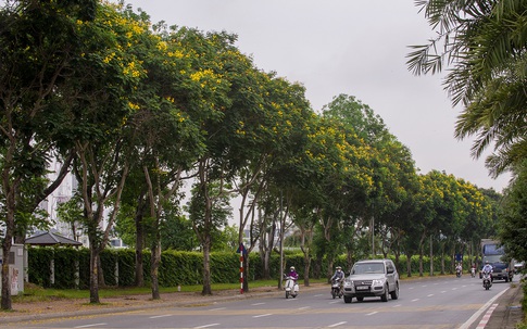 Hoa điệp vàng nở rực rỡ khắp đường phố Hà Nội