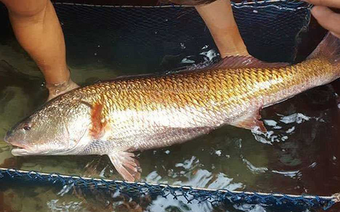 Sự thật về sủ vàng - loài cá quý hàng tỷ đồng ở Việt Nam
