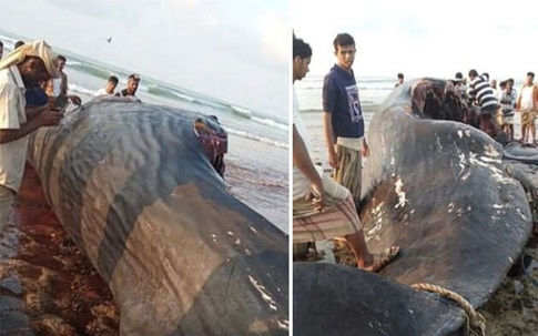 Nhóm ngư dân thoát nghèo nhờ tìm thấy 'bãi nôn cá voi'