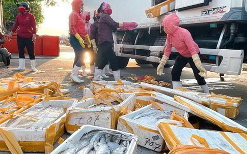 Cá hố trước chuyên xuất khẩu, giờ giá còn 5.000 đồng/kg chỉ làm thức ăn chăn nuôi