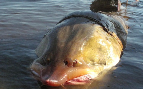 Loài cá tiến vua khổng lồ, nặng cả tấn sắp tuyệt chủng vì bị săn lùng