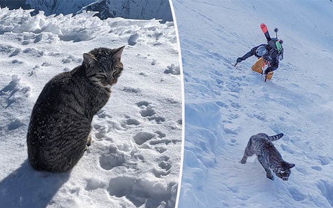 Chú mèo theo chân cặp đôi lên đỉnh núi Thụy Sĩ cao hơn 3.000 mét