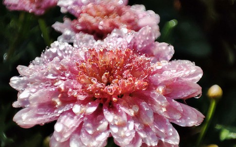 Chồng buông lời ngọt ngào với các cô gái trên mạng