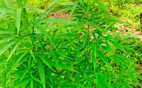 Hà Nội: Người nước ngoài trồng 3.000m2 cần sa ngay bãi giữa sông Hồng