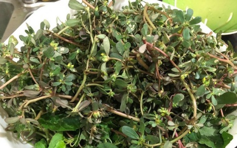 Loài rau dại mọc đầy ở Việt Nam mang sang nước ngoài trở thành "thần dược", được gọi là rau trường thọ