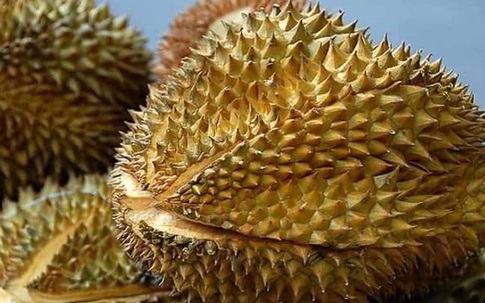 Sầu riêng đang vào mùa, đây là cách chọn sầu chuẩn ngon, không bị sượng, không dùng thuốc ép chín