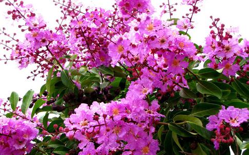 An ủi người trong mộng một thời, tôi đã "cắm sừng" vợ