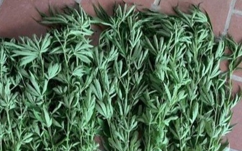 Nam thanh niên 18 tuổi trồng cần sa để ngâm rượu