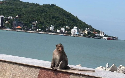 Cả đàn khỉ kéo nhau đi lượn phố, TP Vũng Tàu nhìn như 'Hoa Quả Sơn' sau 3 ngày giãn cách