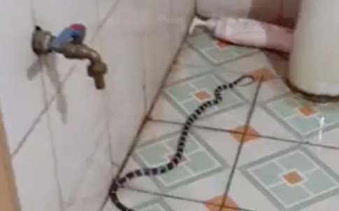 Cô gái ở Nghệ An hoảng hồn phát hiện con rắn độc cạp nia bò ngay sau lưng trong nhà tắm