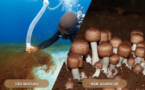 Sản phẩm chứa Fucoidan và nấm Agaricus hỗ trợ cho bệnh nhân ung thư