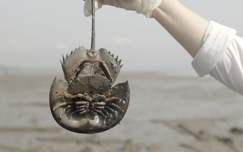 Loài hải sản đắt đỏ ở Việt Nam tiến gần đến tuyệt chủng vì máu của nó có giá trên trời lại vẫn đang liên tục nhảy vọt