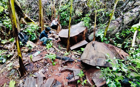 Hà Giang xác nhận hơn 700m3 gỗ nghiến cổ thụ bị tàn phá trong Vườn quốc gia Du Già