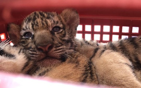 Bắt hai đối tượng vận chuyển 7 cá thể hổ trái phép