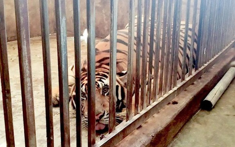 Diễn biến mới vụ nuôi nhốt 17 con hổ trái phép ở Nghệ An