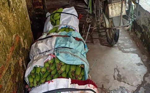 Hoài Đức, Hà Nội: Bị ảnh hưởng do dịch COVID-19, người nông dân bán cắt lỗ chỉ từ 5.000 đồng/kg rau