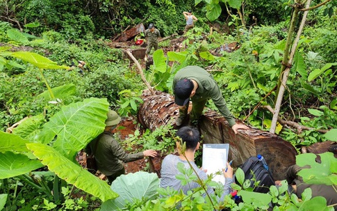 Bắt giam nhiều đối tượng liên quan đến vụ tàn phá rừng nghiến cổ thụ ở Hà Giang