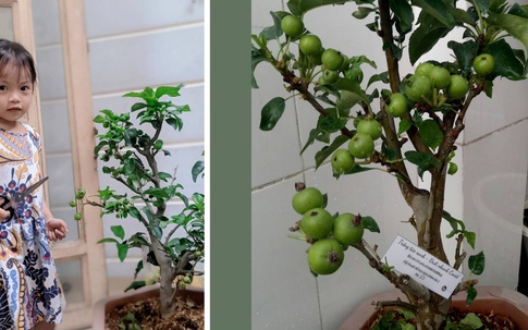 "Số phận" những cây táo từng được trồng trong khu phong tỏa ở TP.HCM cách đây gần 3 tháng hiện ra sao?