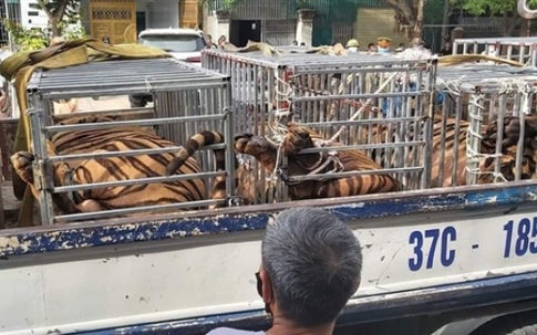 Phát hiện 17 con hổ trưởng thành nuôi ở các cơ sở trái phép