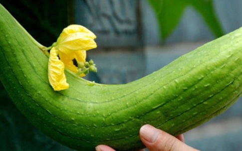 Tiết lộ của đầu bếp giúp món mướp xào ngon, có màu xanh đẹp mắt