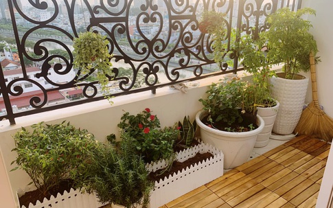 Ở nhà giãn cách, bà nội trợ Hà Nội "xắn tay" tự trang trí ban công cực chill với chi phí 2,5 triệu đồng